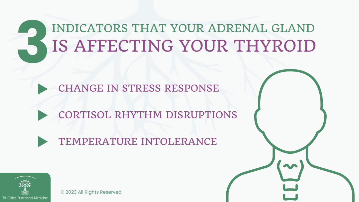 3 indicators that your adrenal gland is affecting your thyroid infographic