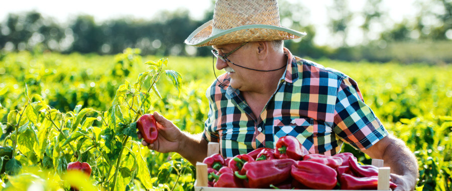 man picking vegetables outside